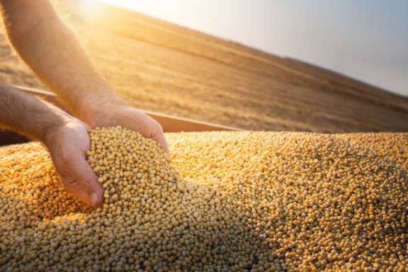 Soybean