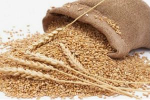 Wheat