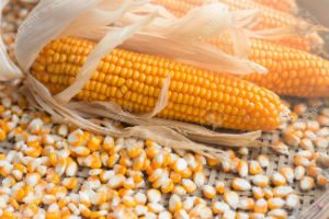 Corn